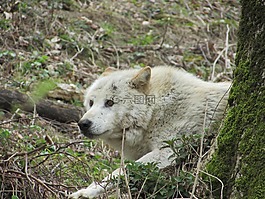 狼,動(dòng)物園,野生動(dòng)物
