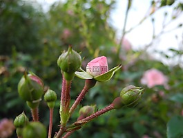 鮮花,玫瑰花蕾,粉色