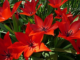 紅色,花,花園