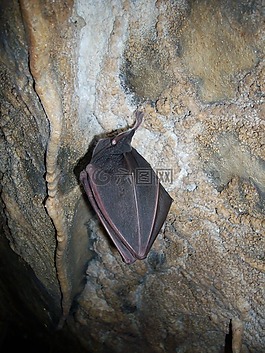 蝙蝠,休眠狀態(tài),洞穴