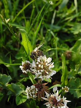 蜜蜂,牧草,花