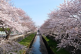 木材,分公司,季節(jié)性