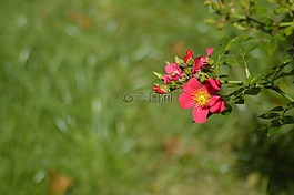花,紅色,夏天
