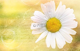 瑪格麗特,花,開花