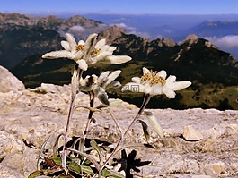 雪絨花,花,巖