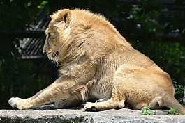 獅子,動物,哺乳動物