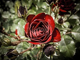 玫瑰,紅色,花