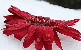 非洲菊,開花,花