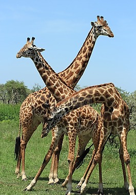 長(zhǎng)頸鹿,坦桑尼亞,野生動(dòng)物園