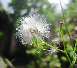 花,草,綠色