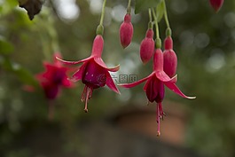 花,紅色的花,紫紅色