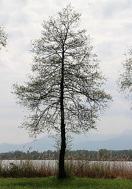 樹,湖濱區(qū),銀行