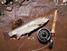 鱒魚,捕魚,返回