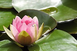 睡蓮,獨獨黃,池塘植物