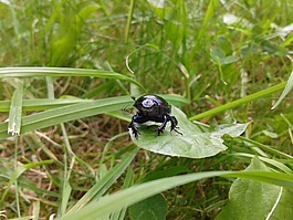 甲蟲,性質(zhì),昆蟲