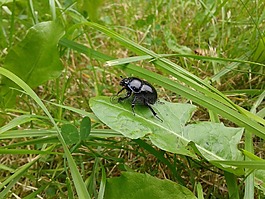 蜣螂,甲虫,昆虫