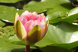 睡蓮,獨獨黃,池塘植物