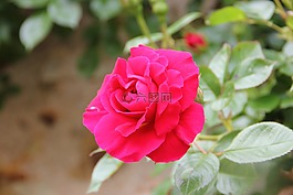 花,性質(zhì),粉色