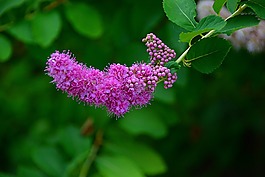 花,性質(zhì),夏季花卉