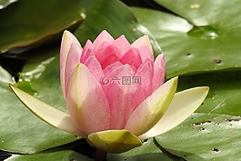 睡蓮,獨獨黃,池塘植物