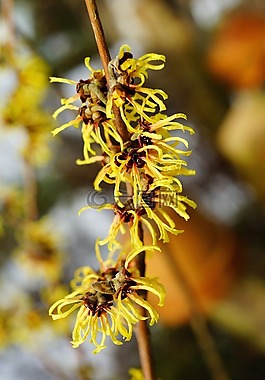 布什,開花,冬天
