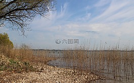 銀行,蘆葦,湖