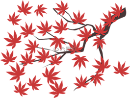 楓葉,楓,葉