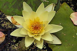 睡蓮,獨(dú)獨(dú)黃,池塘植物