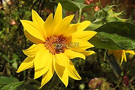 太陽(yáng)花,向日葵菊芋,開(kāi)花