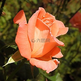 玫瑰,玫瑰綻放,粉紅色