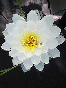 水百合,白,花