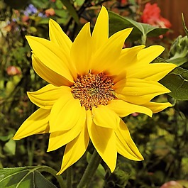 太陽(yáng)花,向日葵菊芋,開(kāi)花