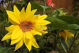 太陽(yáng)花,向日葵菊芋,開(kāi)花