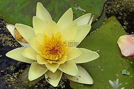 睡蓮,獨(dú)獨(dú)黃,水生植物