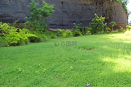 植物,草,石