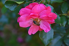 蜜蜂,花,昆蟲