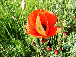 自然,鮮花,花園