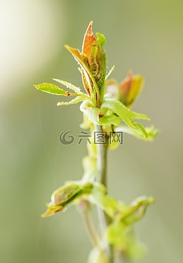 花,綠色,花瓣