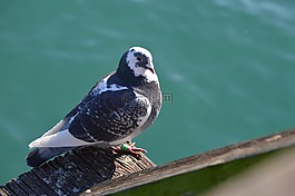 鴿子,鳥,野生動物