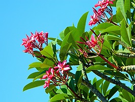 开花,粉红色,树