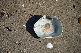 貝殼,海灘,岸