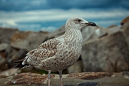動(dòng)物世界,鳥,性質(zhì)