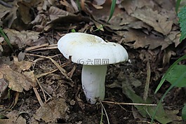 蘑菇,白,菌類