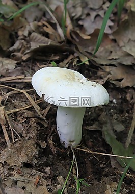 蘑菇,白,菌類