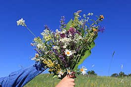 藍(lán)色,花束,天空