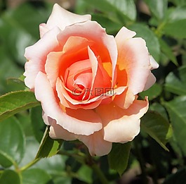 玫瑰,花,布什