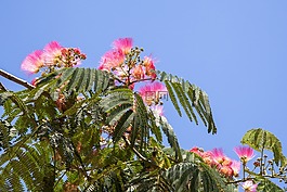 廠,樹,開花