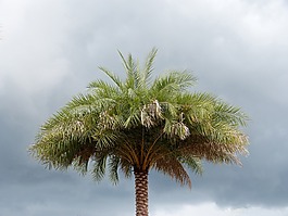 棕櫚樹(shù),佛羅里達(dá),樹(shù)