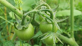 番茄,食品,自然
