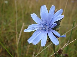 花,草,藍光